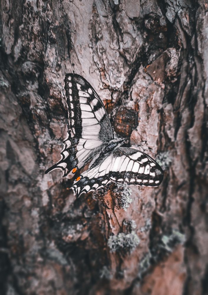 Photograph by Darya