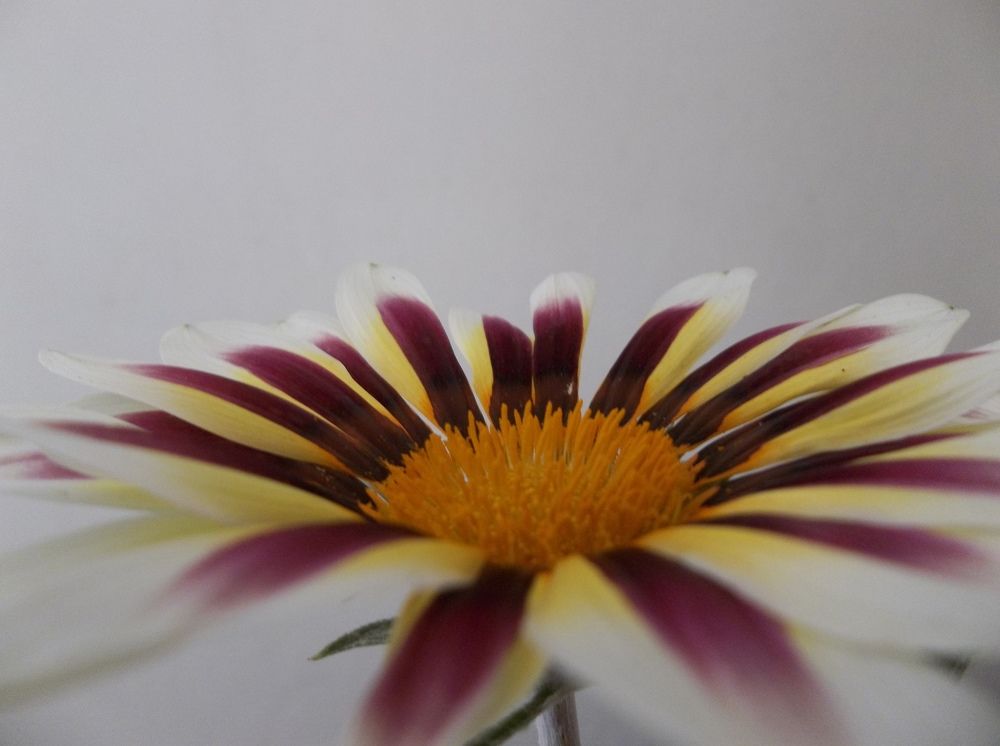 Photograph by Георги Колев