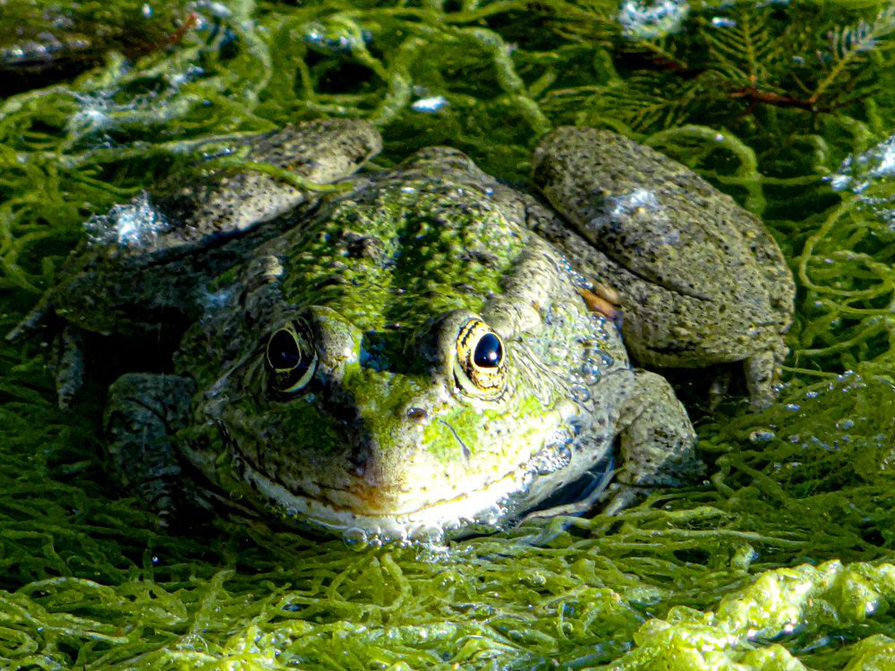 Фотография автора reza ahmadi