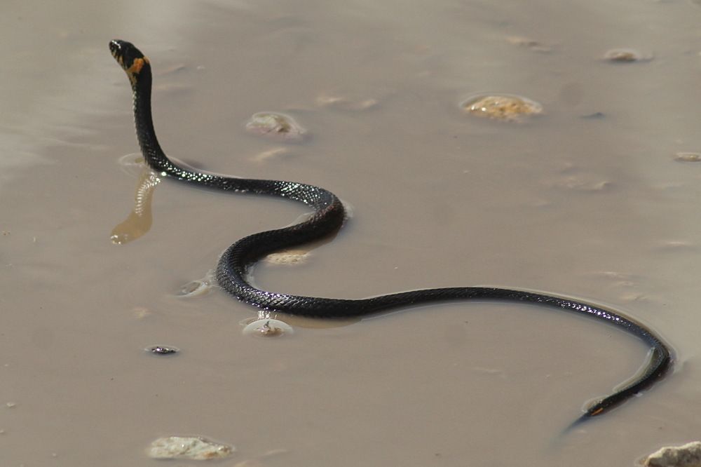 Photograph by Николай Николаевич Леухин