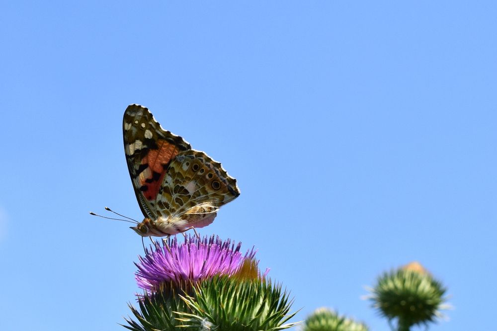 For nectar in the butterfly's kitchen