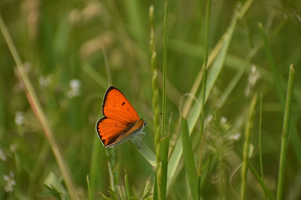 In the kingdom of butterflies
