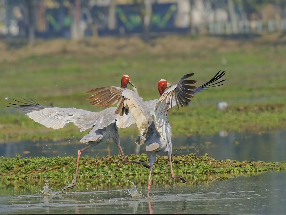 Sarus Crane