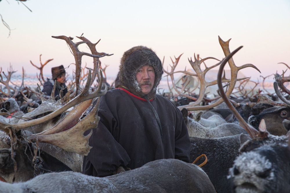 Оленевод за своей среде
