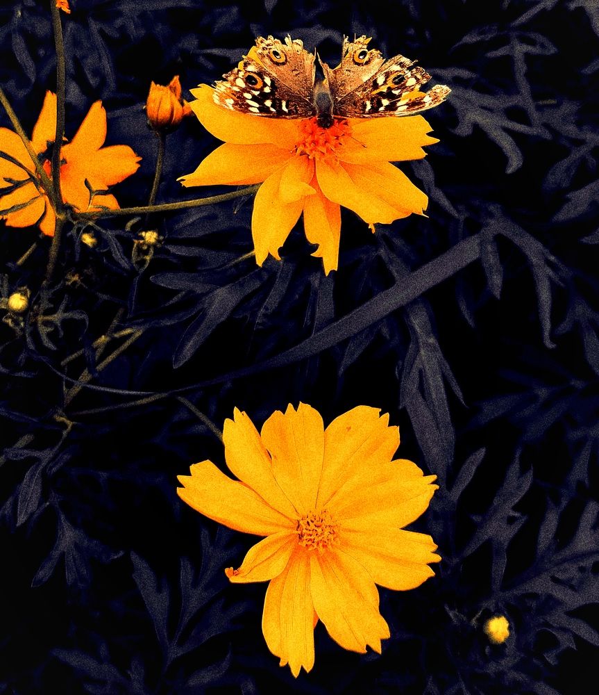 Photograph by Nidhi Singh