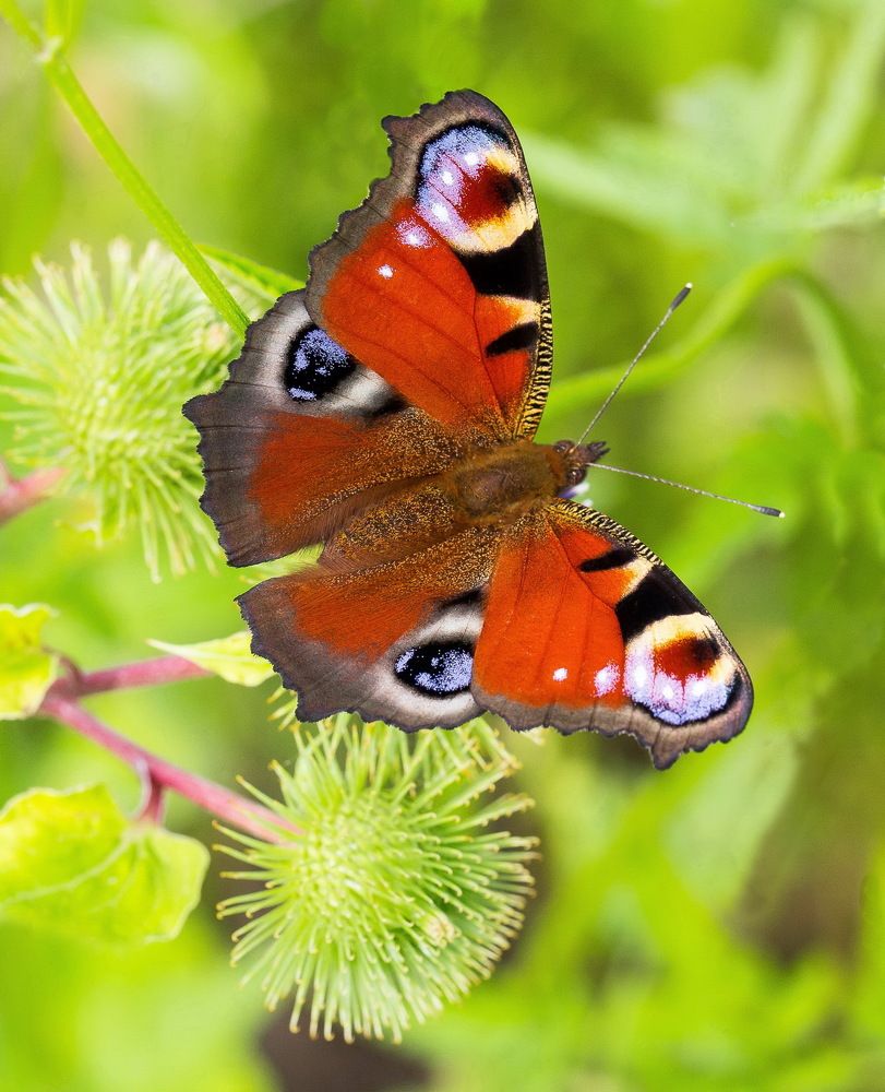 Павлиний глаз