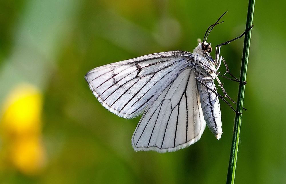 Боярышница