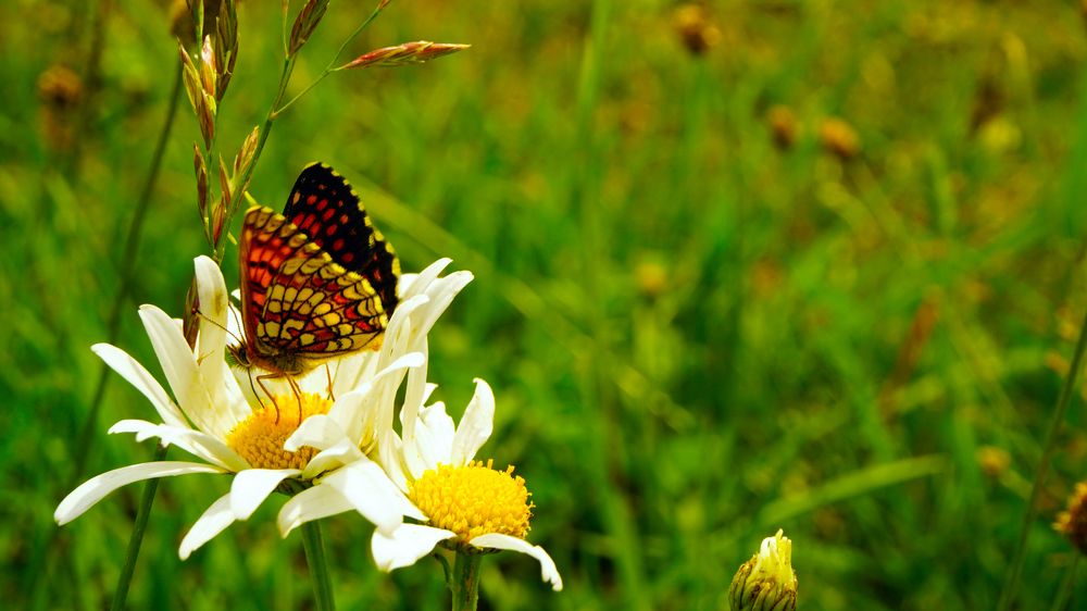 Photograph by Анастасия Морозова