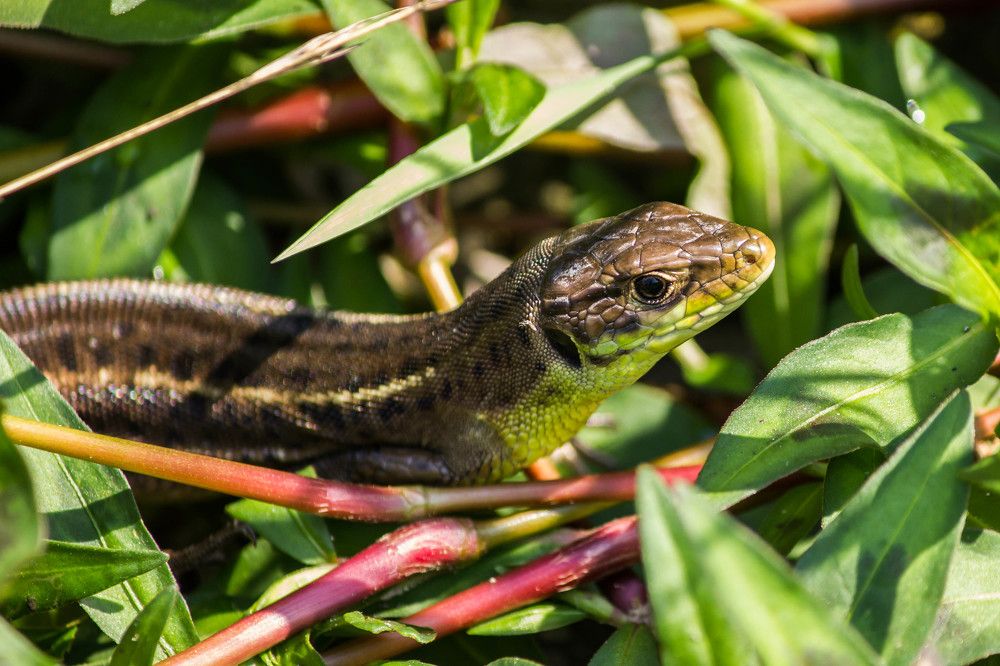 Фотография автора Minja Jovetic