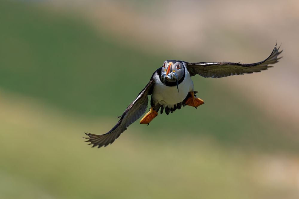 Puffin collection