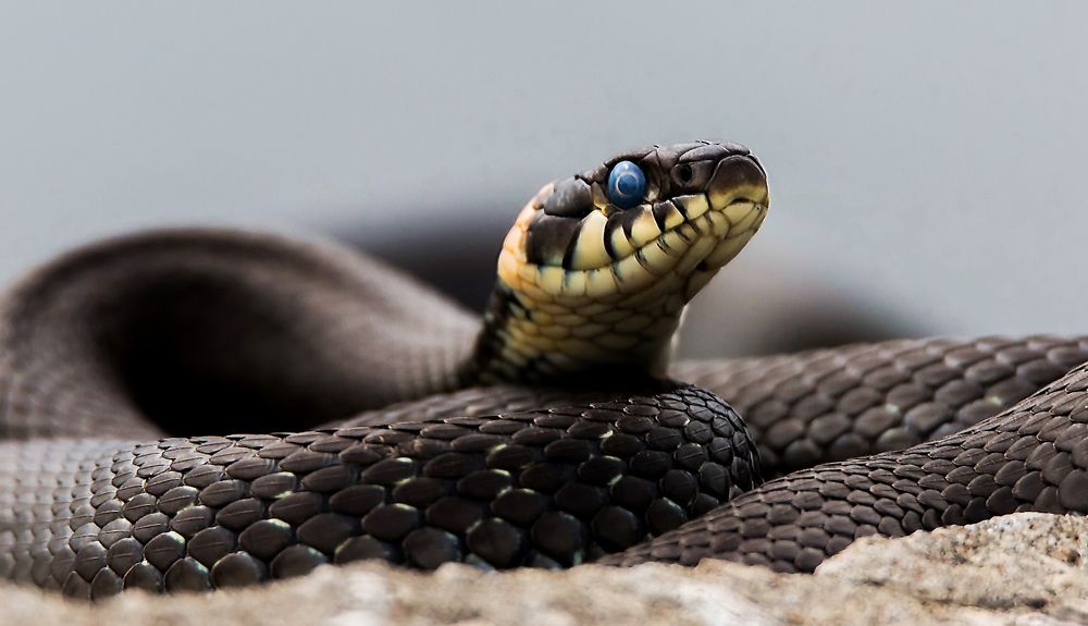 Голубоглазик