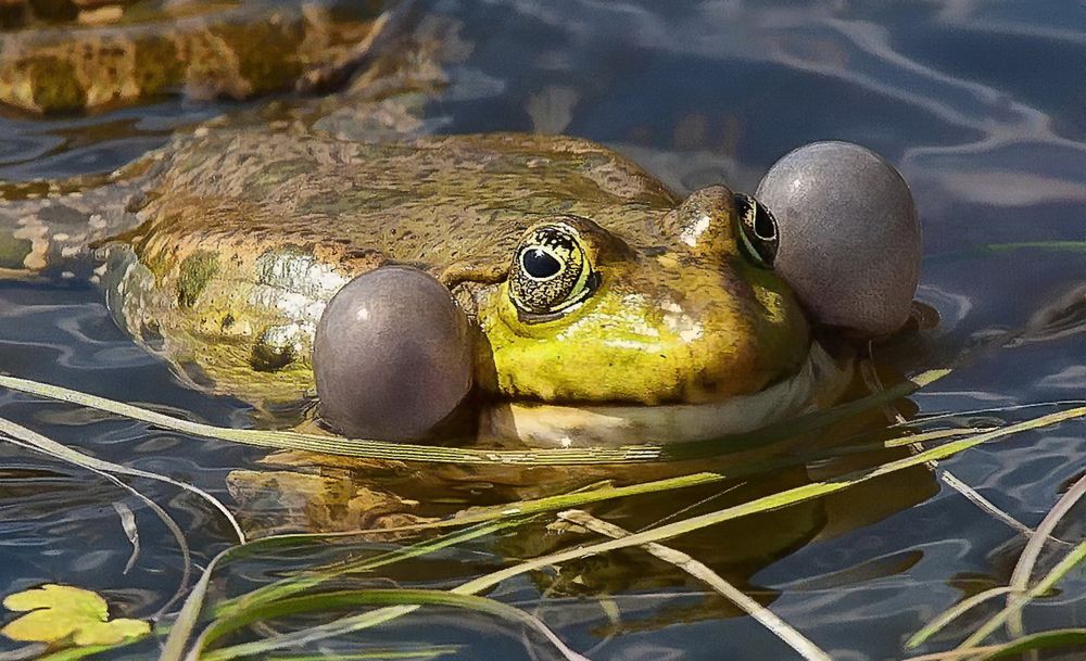 Лягушка и её резонаторы
