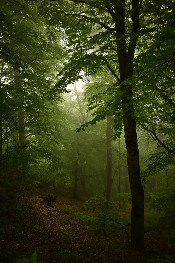 Photograph by Elvira Ner
