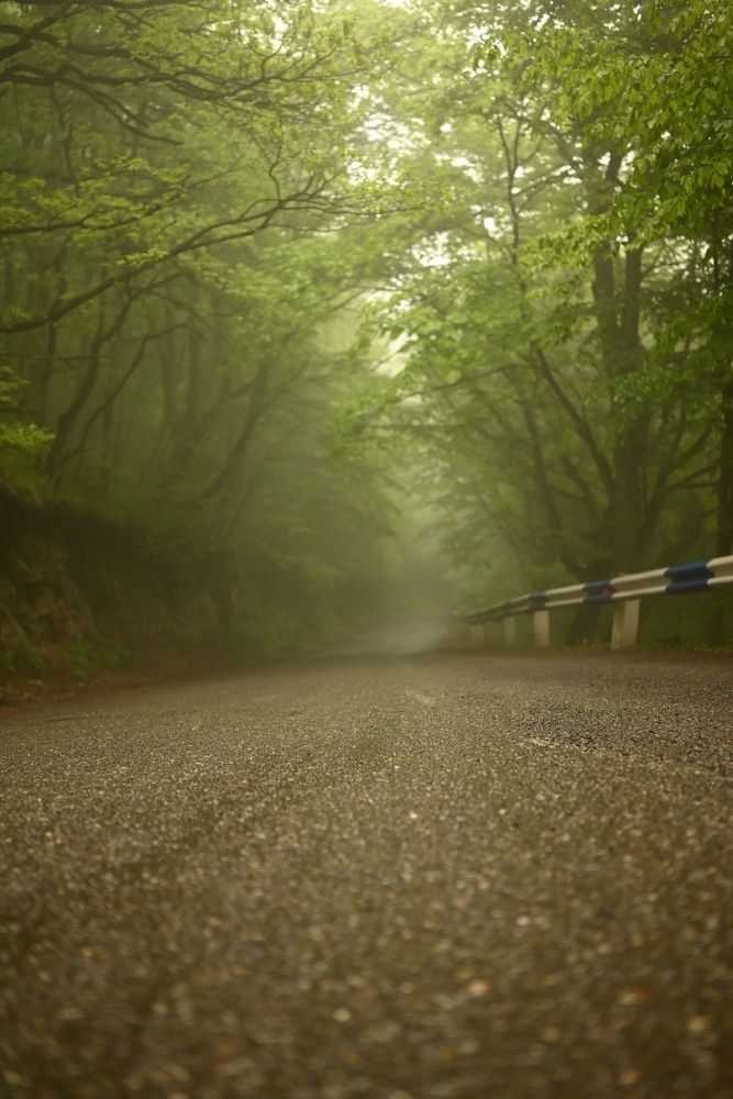 Photograph by Elvira Ner