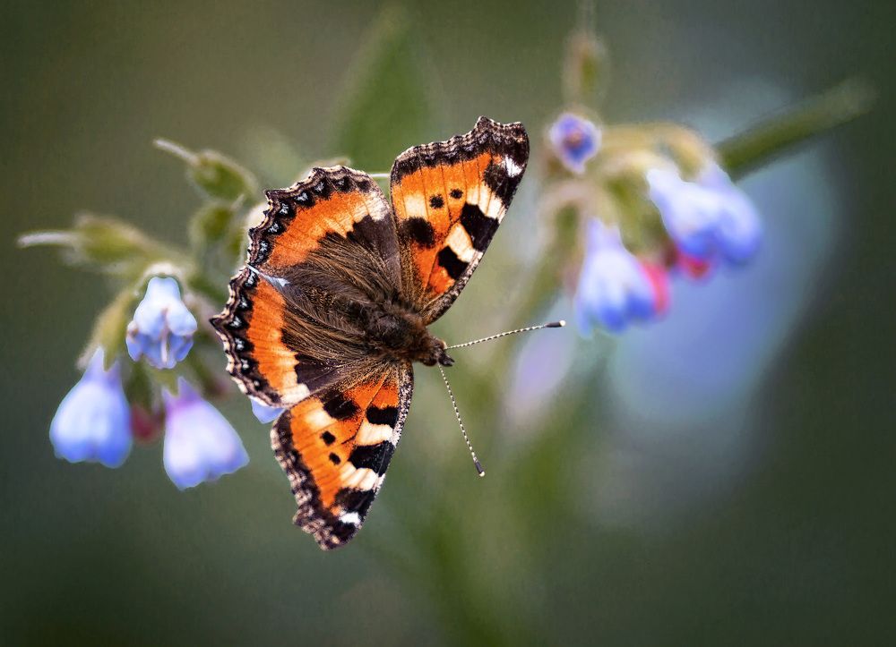 Photograph by Владимир Архипов