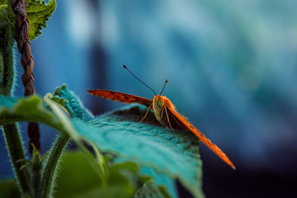 Photograph by Anton Kozyr