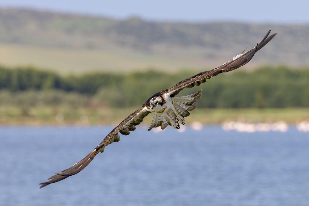 Osprey