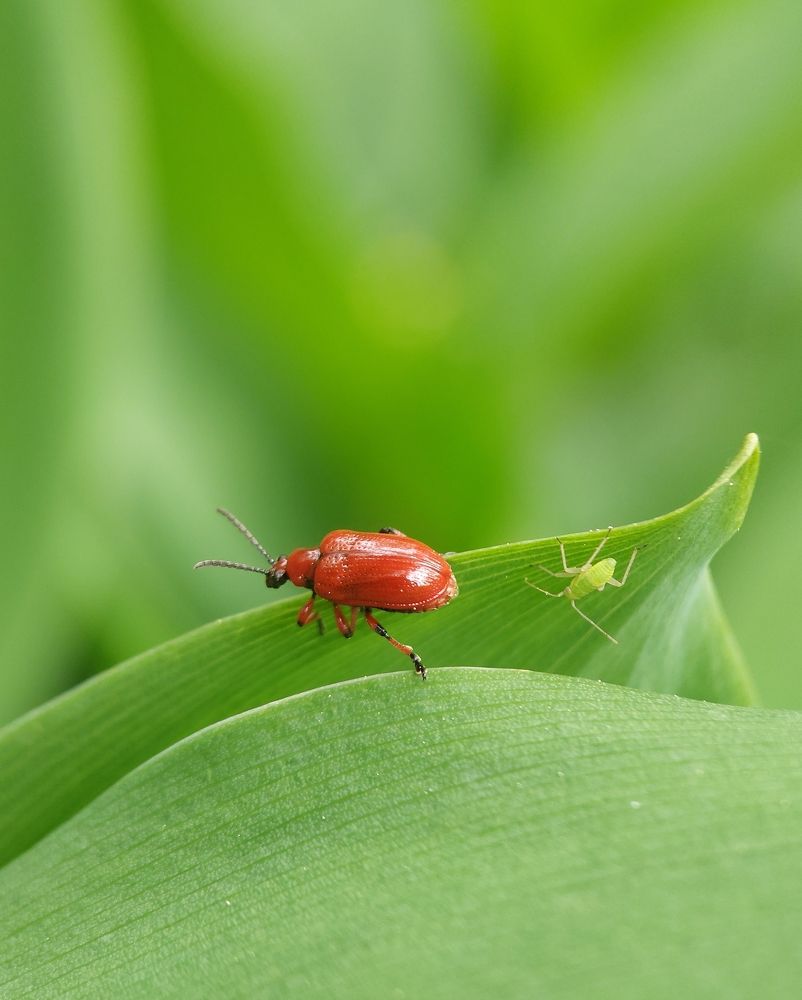 Нечаянные друзья