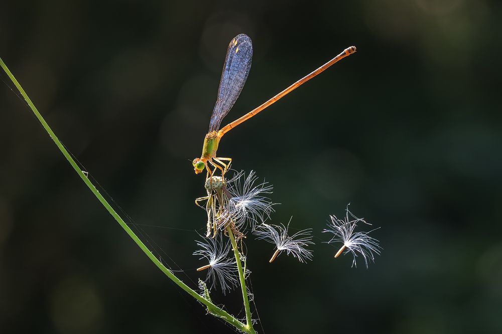Photograph by VOON WAH WONG