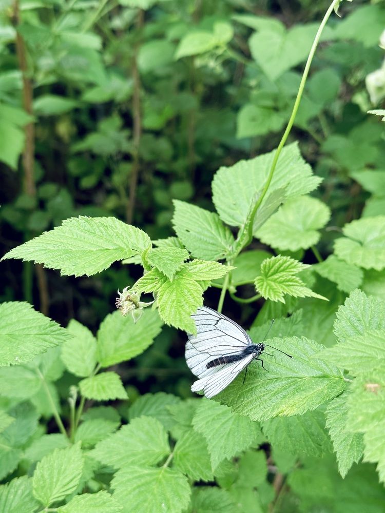 Photograph by Лазарева Анна Игоревна