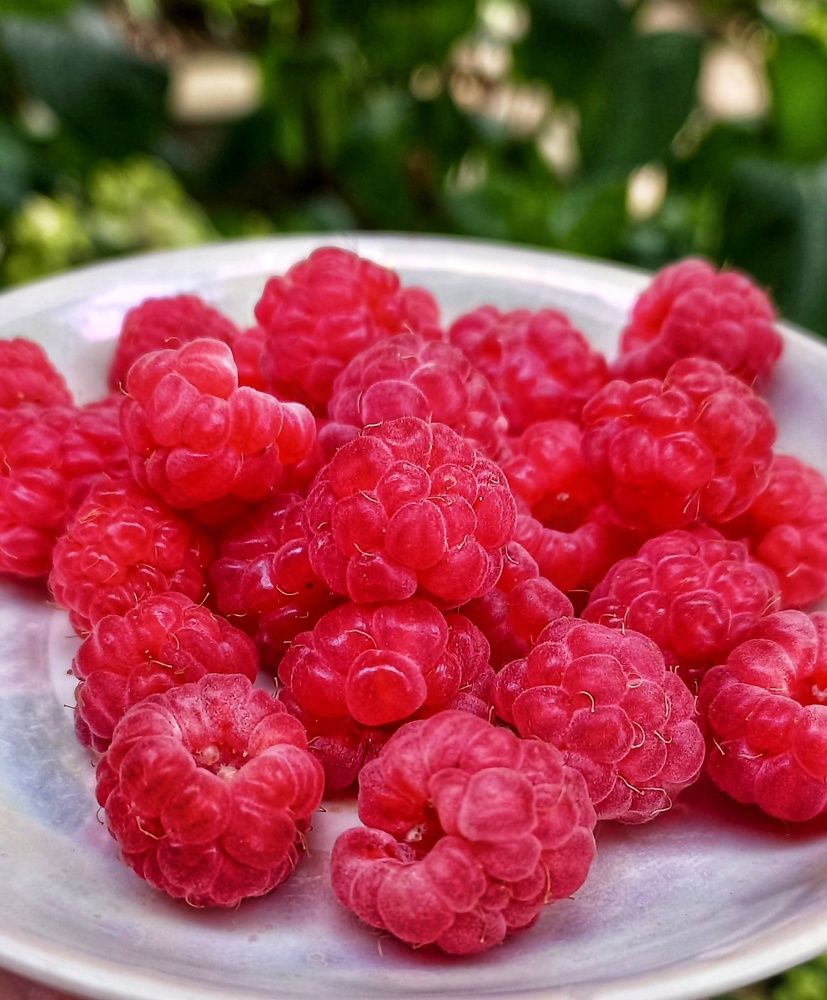 Photograph by Юлия