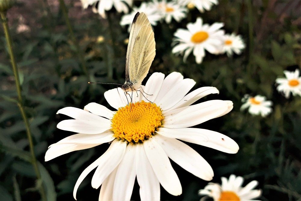 Photograph by Елена Пестова