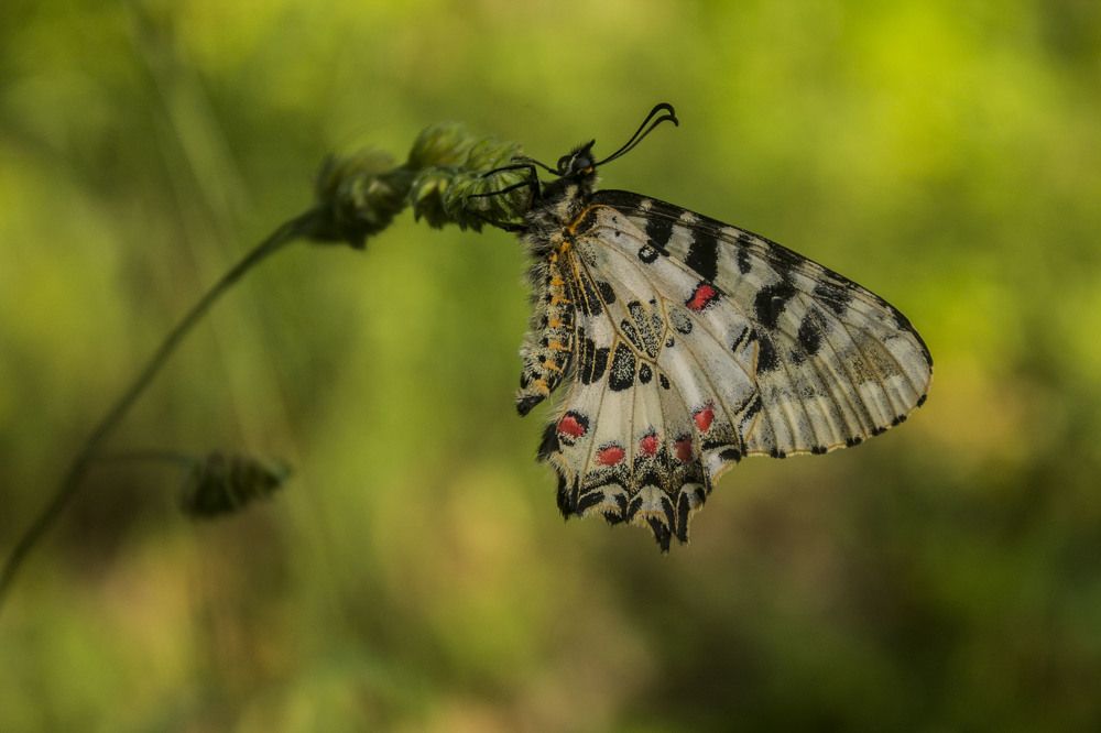 Photograph by iliya levkov