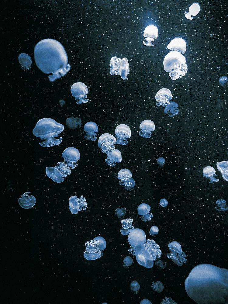 Photograph by Julia Guest