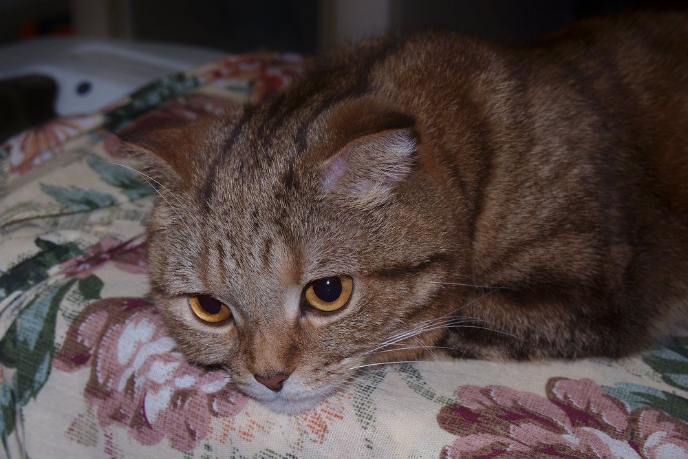 Кошка Ася (тихая кошачья грусть)