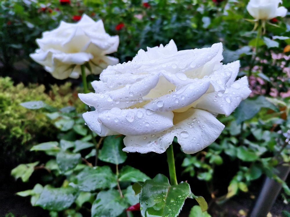 Фотография автора АЛЕКСАНДР ЦЫГЕЛЬНЮК