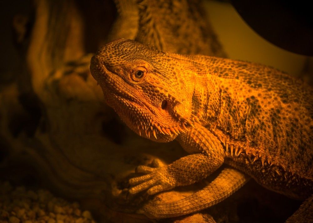 Photograph by Olga Snai