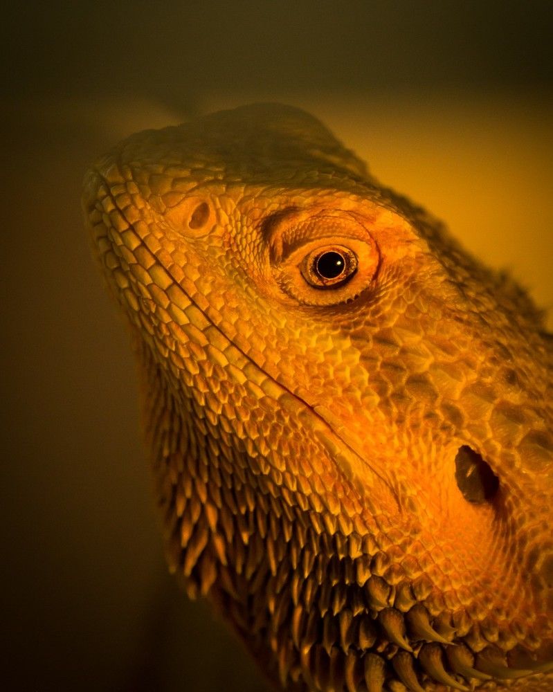 Photograph by Olga Snai