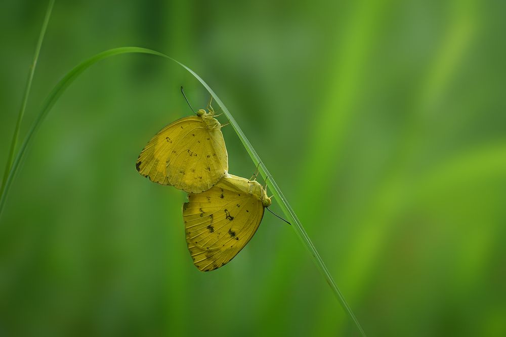 Photograph by Kaush Dissanayake