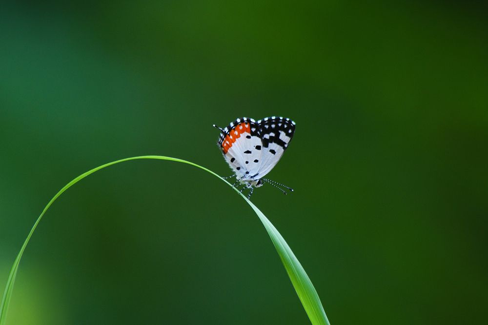 Photograph by Kaush Dissanayake