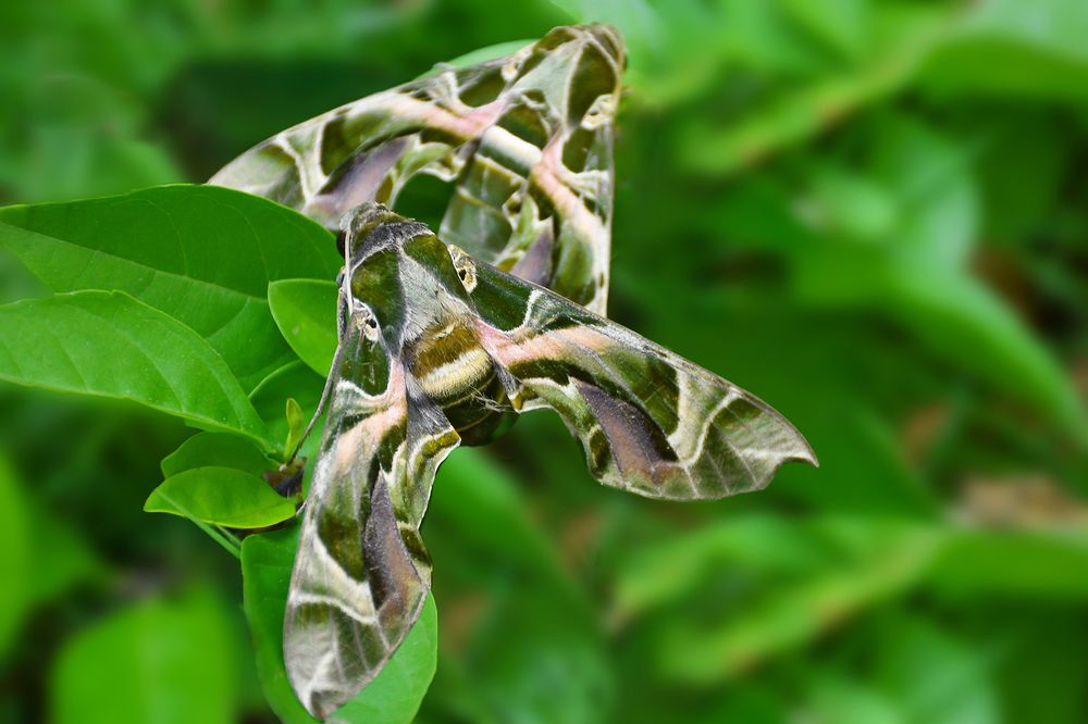 Photograph by Kaush Dissanayake