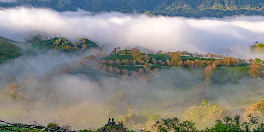 Mây mù trên đồi chè Ô Long