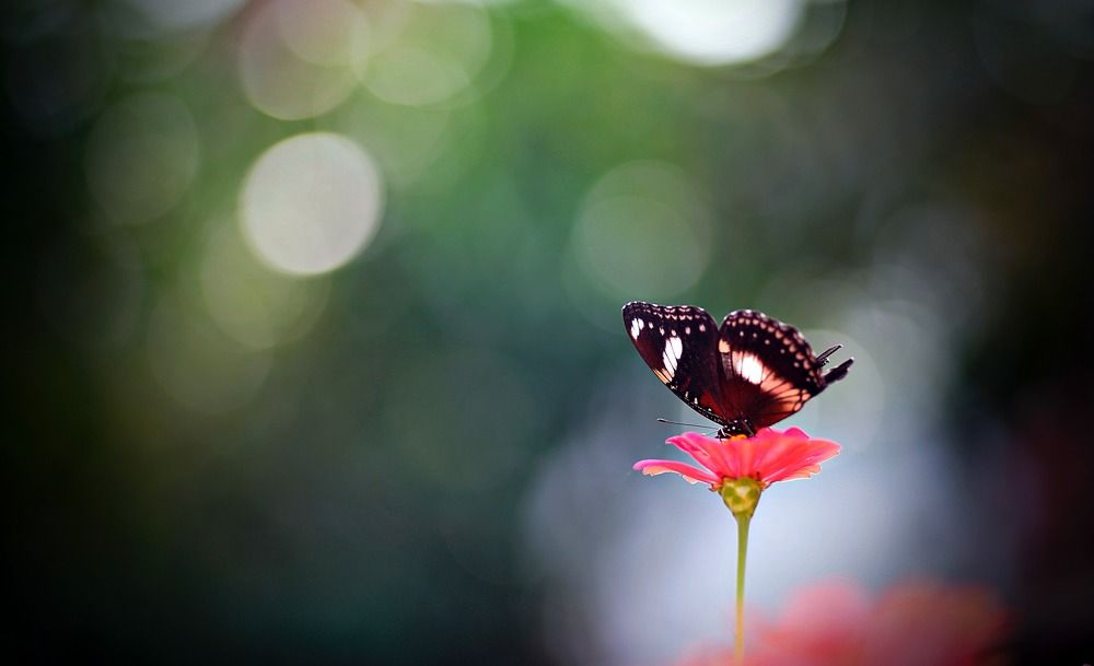 Photograph by sugianto