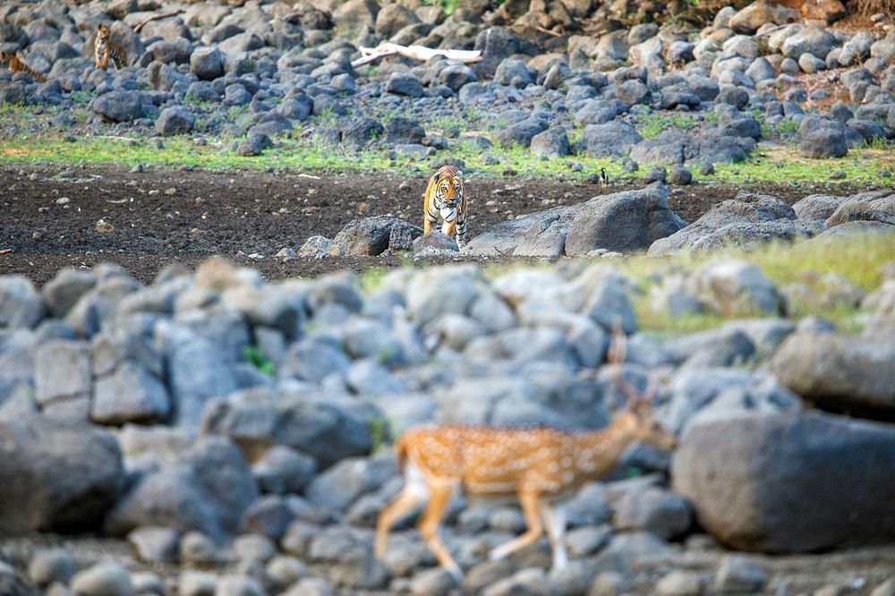 Mother's hunt for cubs
