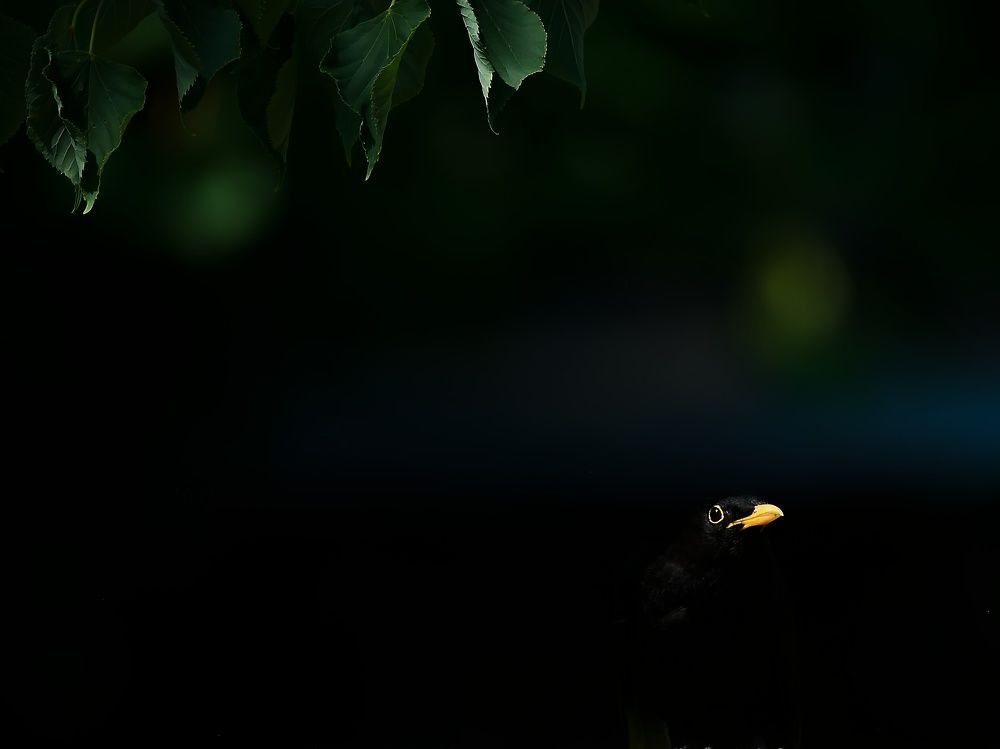 Фотография автора Jaroslav Hanzalík