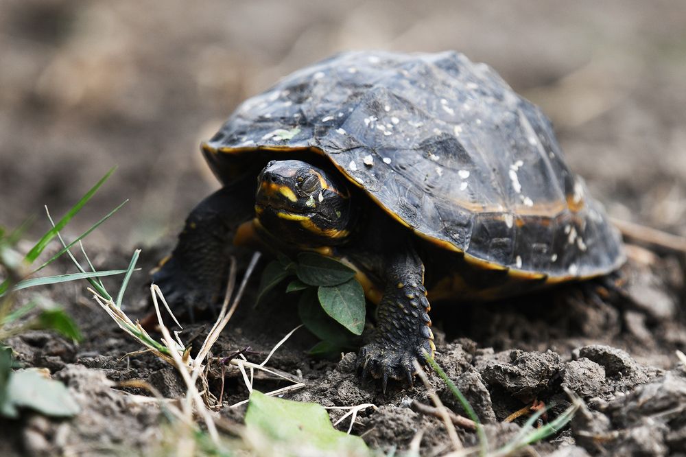 Photograph by ANEESH BHASKARAN