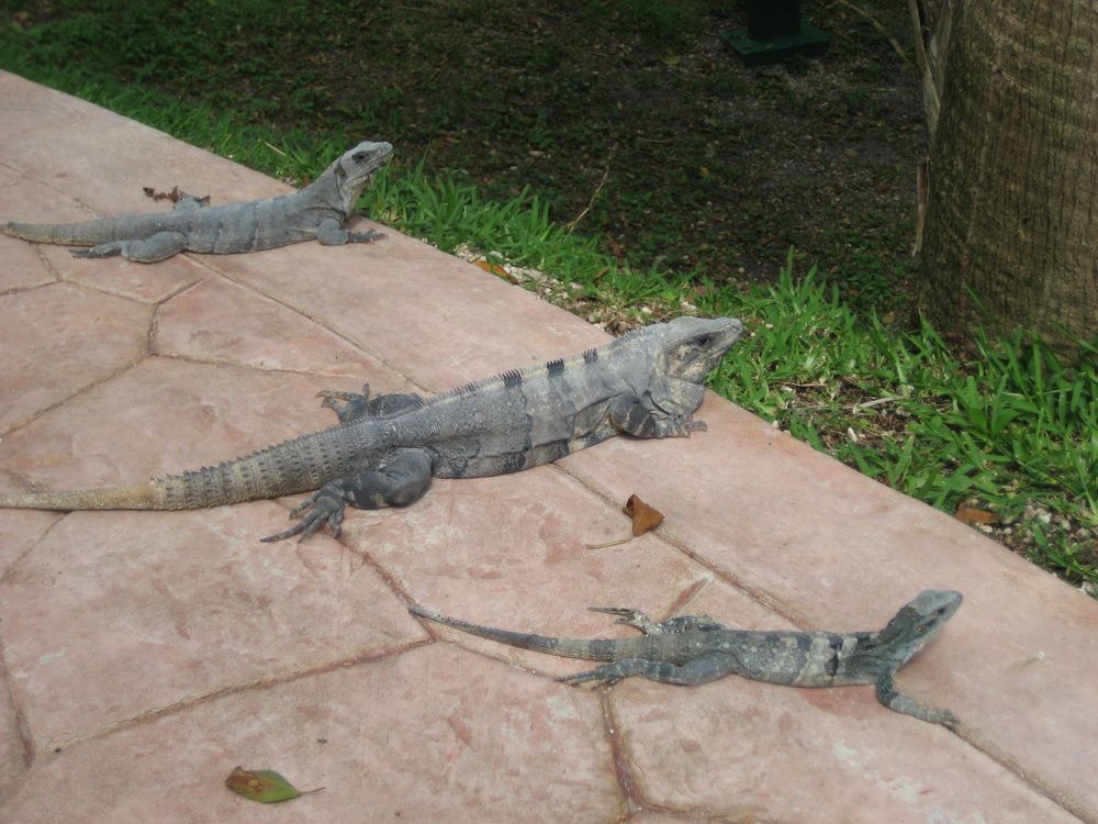 Фотография автора Елена Александрова