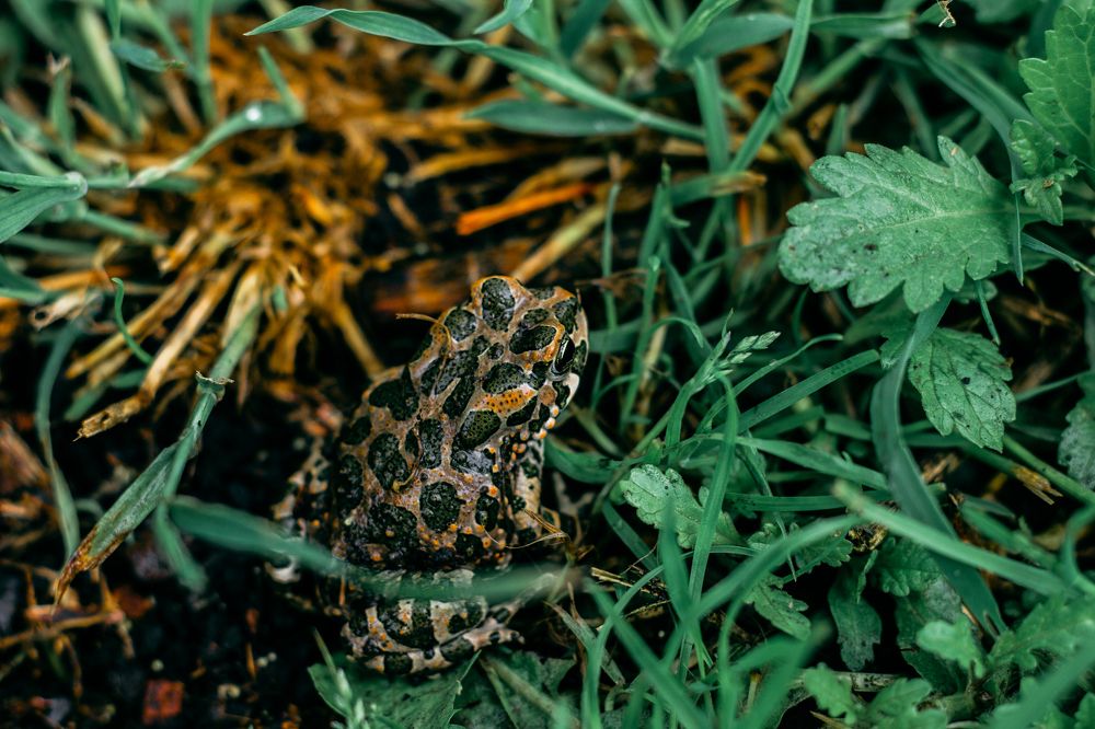 Фотография автора OXANA MARSOVA