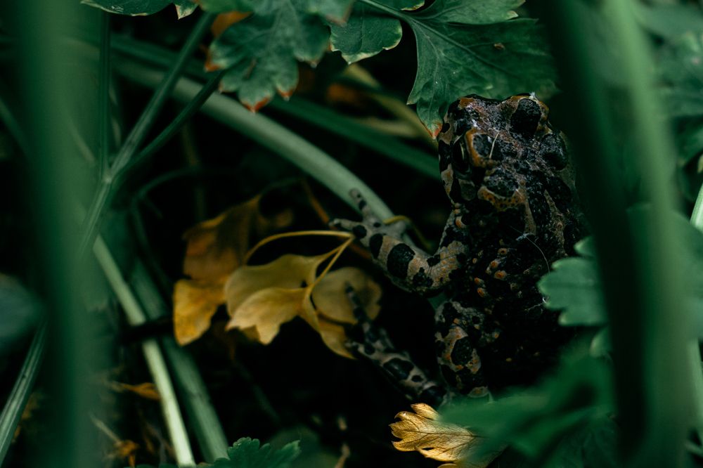 Фотография автора OXANA MARSOVA