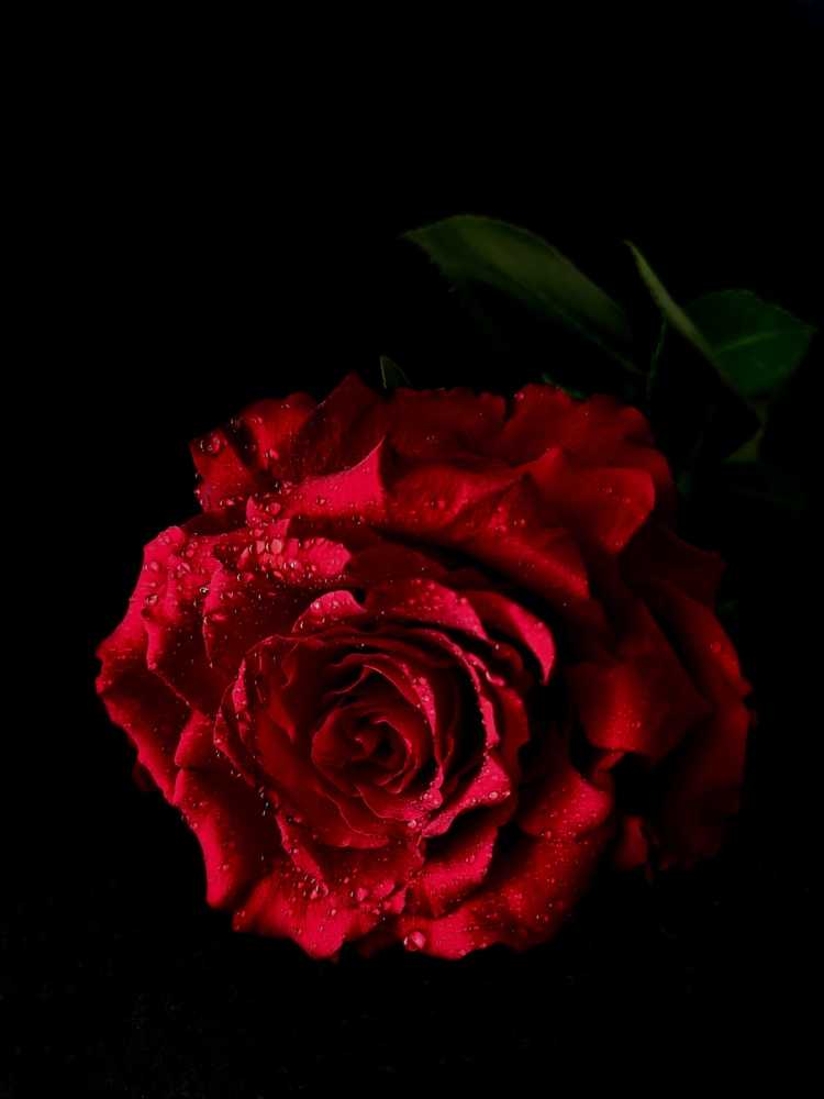 Photograph by Любовь Алексеева