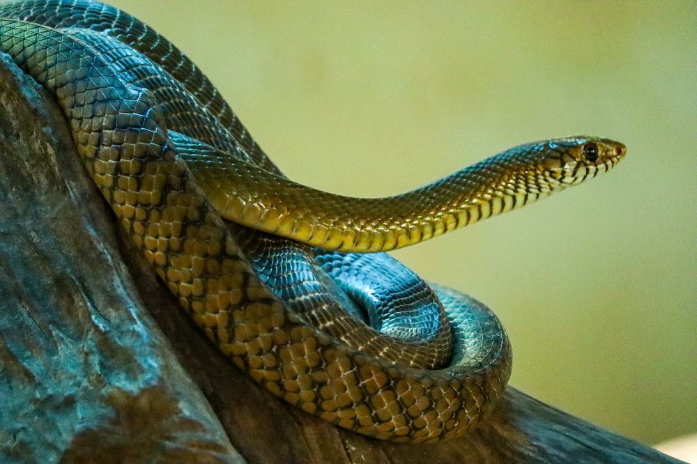 Indian Rat Snake