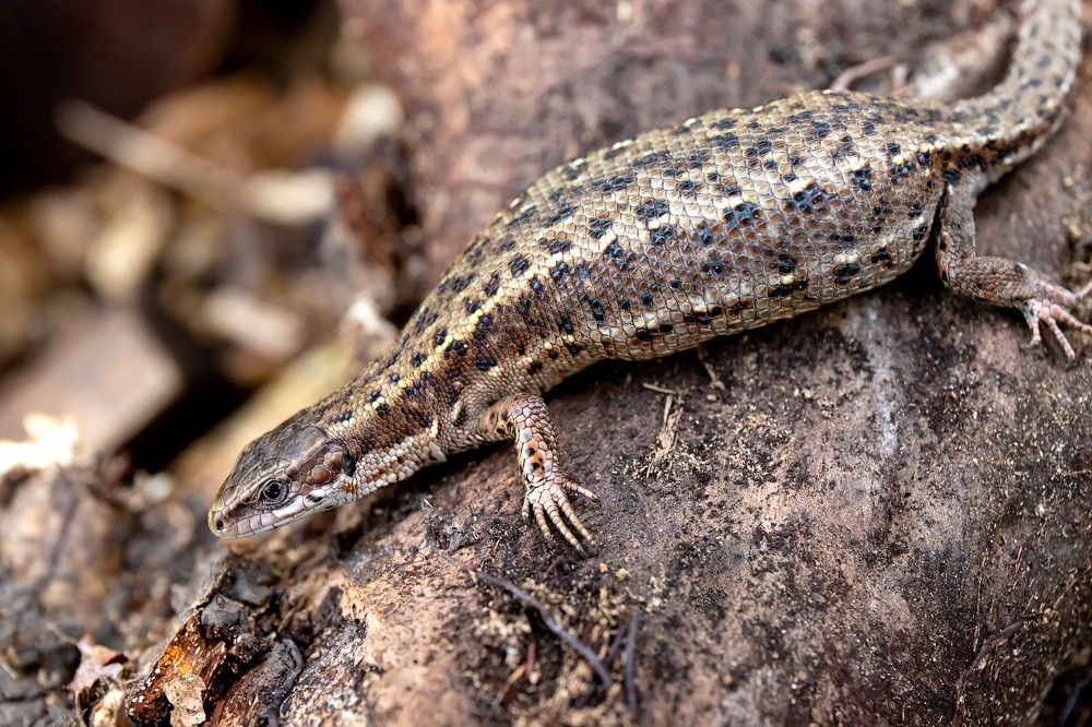 Photograph by Владимир Федин