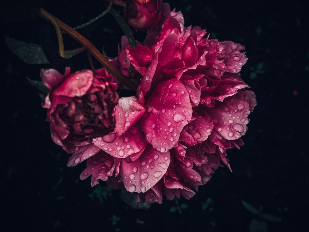 Photograph by Алена Алалыкина