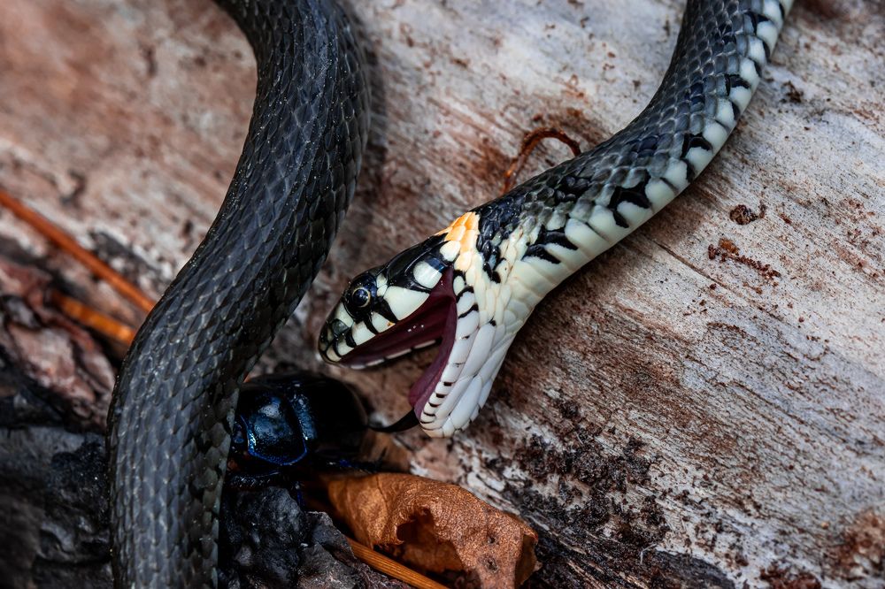 Photograph by Наталья