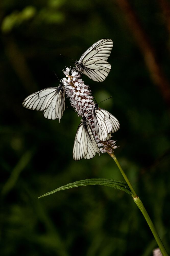 Photograph by Анастасия Семкина