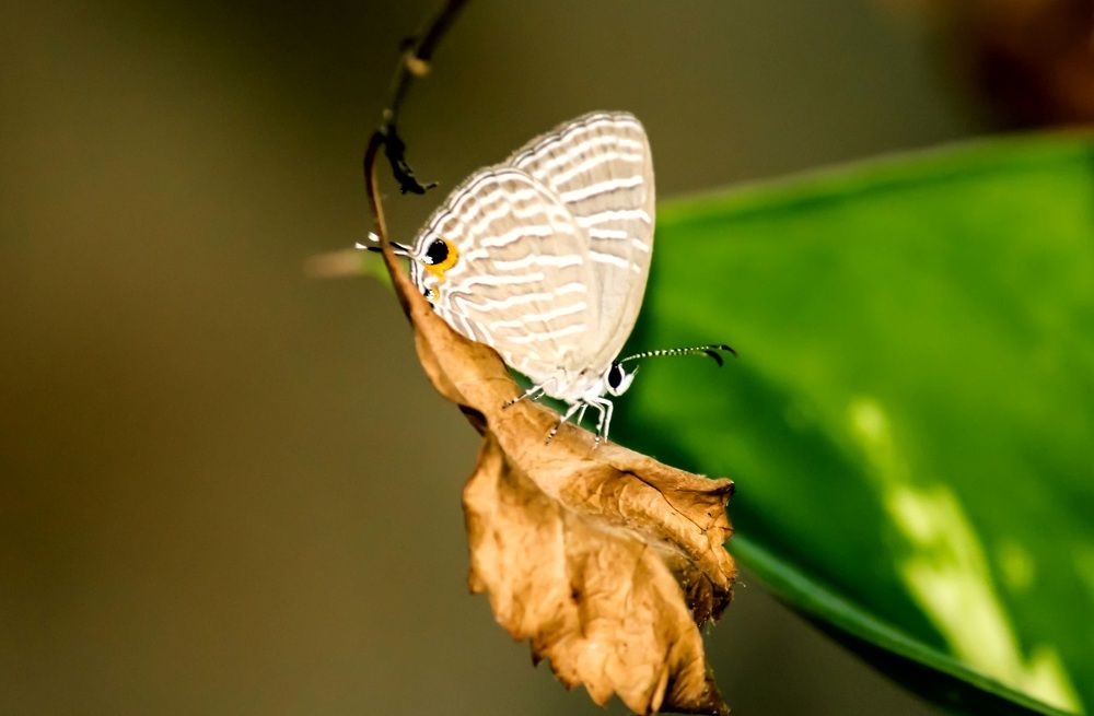 Photograph by Mathew Nishanth A